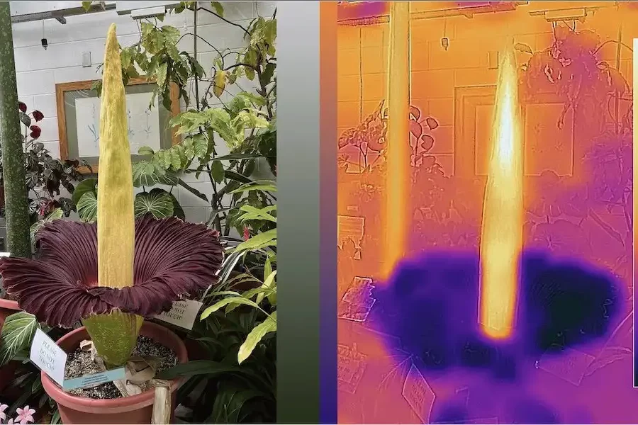 Image: Image shows a heatmap of the corpse flower when it blooms, with the central appendix heating up to about 20 degrees Fahrenheit above ambient temperature. Credit: of Eric Schaller