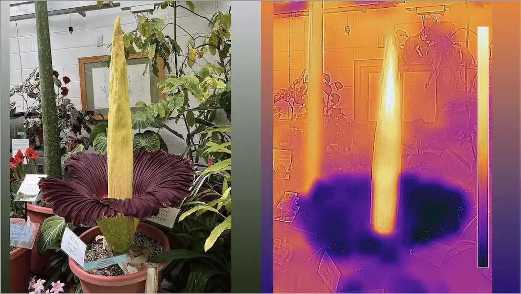 Image: Image shows a heatmap of the corpse flower when it blooms, with the central appendix heating up to about 20 degrees Fahrenheit above ambient temperature. Credit: of Eric Schaller