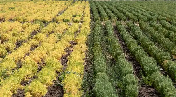 Image: Photo taken at the Marchouch Field Station in Morocco, showing grass pea (right) next to a lentil crop (left) planted at the same time, suffering from lack of water. Credit: Matt Heaton.