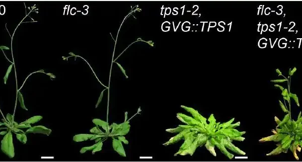 The Trehalose 6-phosphate pathway impacts on Flowering Locus C (FLC). Photo: Gramma, Olas, and Zacharaki et al. (2024), Plant Physiology, Fig. 1C.