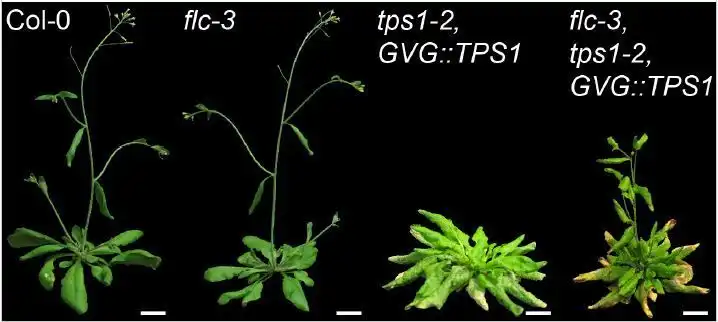 New Insights into Flowering Regulation: Impact of Carbon and Nitrogen Signalling on Floral Repressors in Arabidopsis