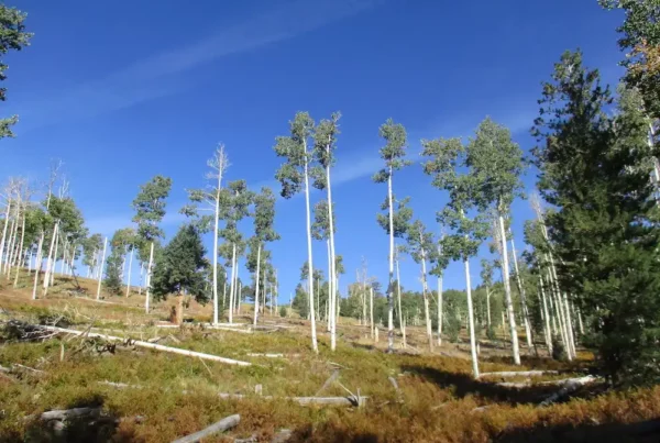 Image: Full outdoor shot of a hillside forest. The foreground displays a slope covered with low-lying, brownish-green vegetation, interspersed with fallen branches and logs of varying lengths and shades of light brown and tan. Mid-ground shows numerous, tall, slender, light-gray, aspen-like trees, with a light-green canopy, evenly spaced, rising from the slope. Some pine trees, dark green in color, are visible among the aspens towards the back and right side of the image. These pine trees are primarily in the background and higher up on the slope. The sky is a vibrant, unblemished blue, with a few faint, wispy, white clouds. The overall impression is one of a coniferous and deciduous forest on a sunny day, situated on a gentle slope. credit: Northern Arizona University