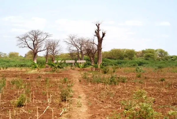 Image: Prosopis-free farms used for continuous cultivation on land where Prosopis was uprooted in Kahe, Tanzania. Credit: René Eschen.