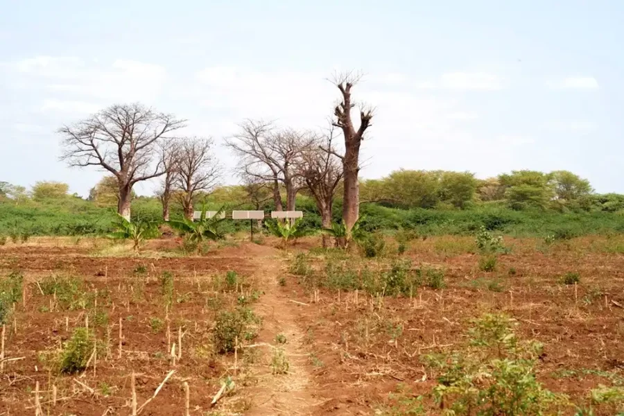 Image: Prosopis-free farms used for continuous cultivation on land where Prosopis was uprooted in Kahe, Tanzania. Credit: René Eschen.