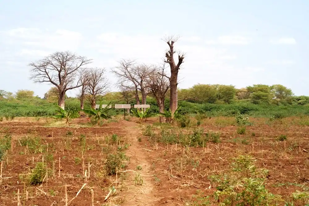 Sustainable land management practice successfully ‘uproots’ invasive Prosopis juliflora in East Africa