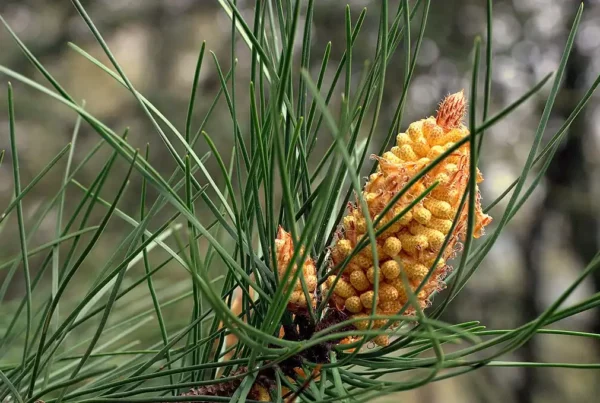 Male cone of Pinus pinaster. Credit: Wikimedia