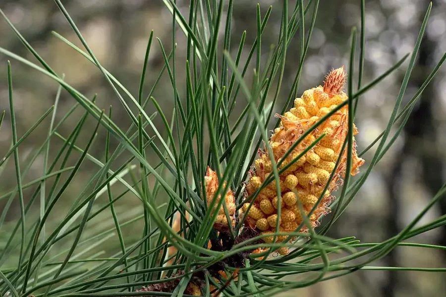 Male cone of Pinus pinaster. Credit: Wikimedia