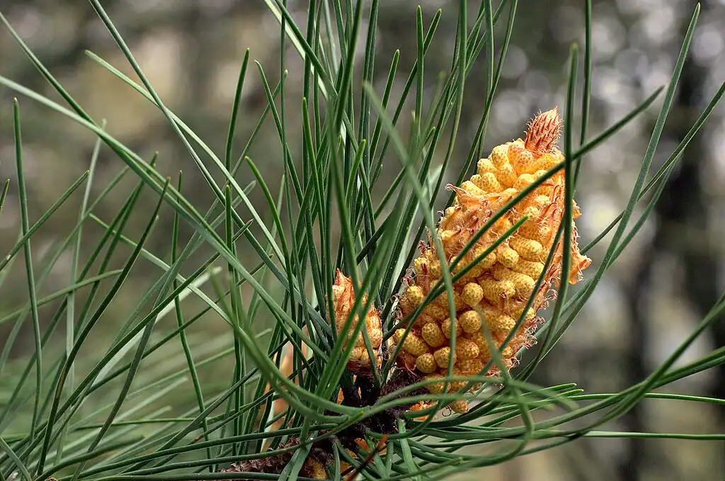 Male cone of Pinus pinaster. Credit: Wikimedia