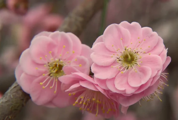 Image: Plum blossom Prunus mume. Credit: Wikimedia