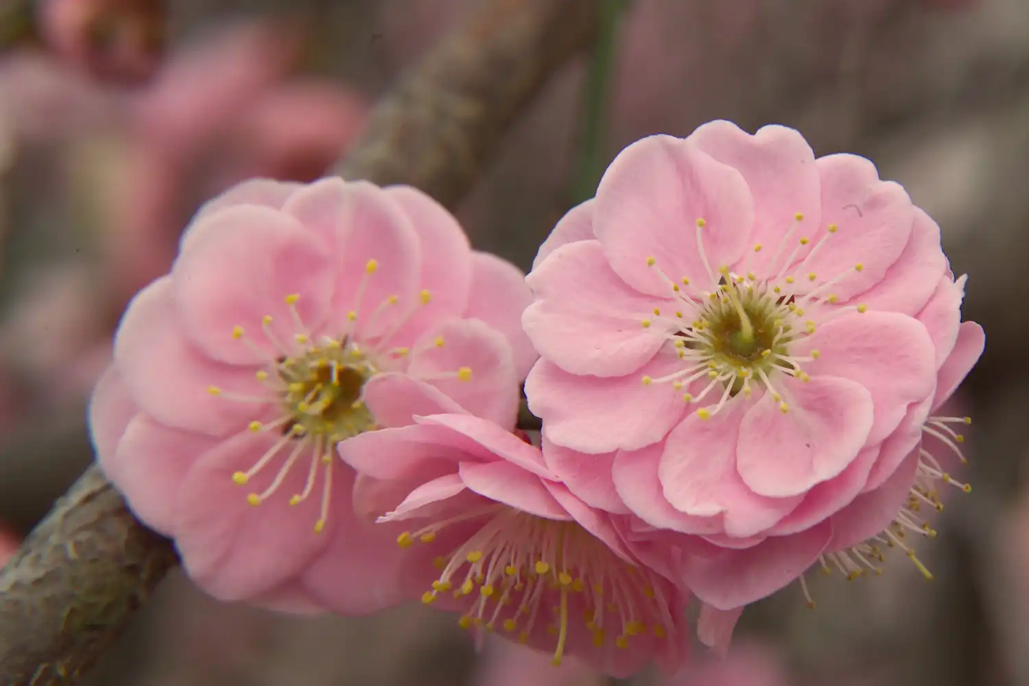 Decoding the cellular basis of floral fragrance