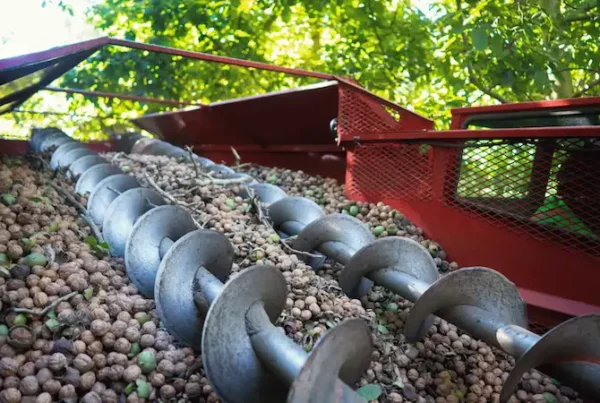 Image: Walnuts harvested at the Crain ranch in Los Molinos where Cooperative Extension and UC Davis professors were conducting research. Credit: UC Regents