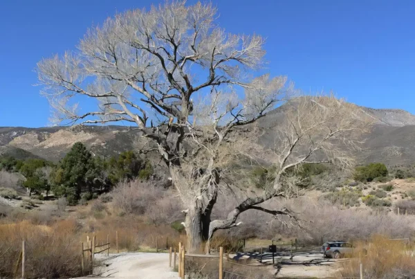 Image: Large Populus fremontii subsp. fremontii — at Willow Spring of Willow Creek, Cold Creek area. Credit: Stan Shebs CC BY-SA 3.0