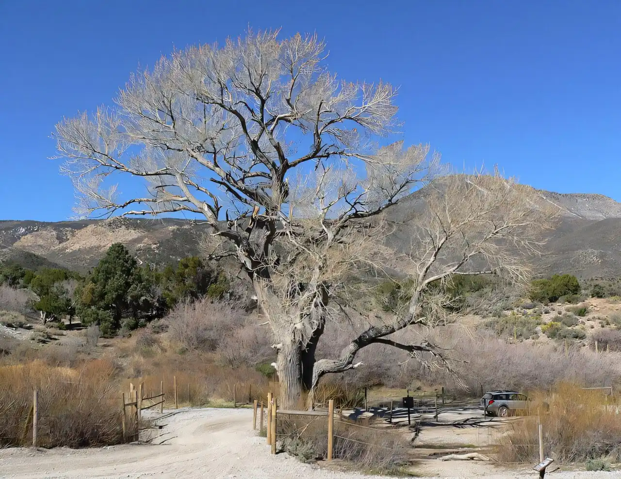 How an iconic desert tree survives extreme heat—and the unique risk it’s facing now  