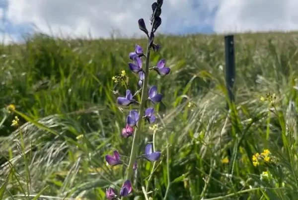 Image: A tall stalk with purple and pink flowers in a grassy field under a cloudy sky. Credit: University of California - Riverside