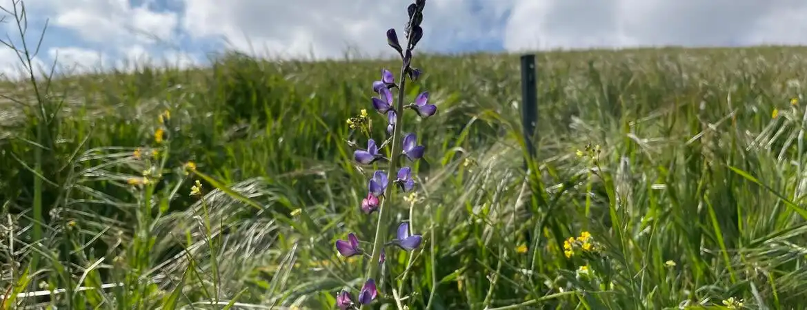 An inexpensive fix for struggling wildflowers