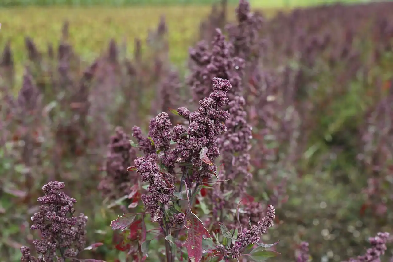 Genetic test will help safeguard quinoa from downy mildew