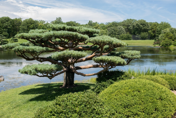 Image: Chicago botanic garden image. Credit: Pixabay, Free for use.