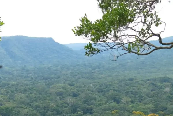 Image: A new study by a New York Botanical Garden (NYBG) scientist and her colleagues in Science finds that, of the three large-scale, plant-based climate mitigation strategies, reforestation stands out as most beneficial for biodiversity. In addition to reforestation (restoring forests in places where they have historically grown), the team of scientists modeled the impacts of afforestation (adding forests in places like grasslands and savannas) and bioenergy cropping (farming plants such as switchgrass for renewable energy) on more than 14,000 animal species. Credit: NYBG