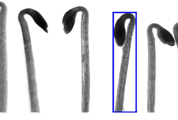 Image: Example image and creation of the ground-truth data used for machine learning. Credit: Current Biology (2024). DOI: 10.1016/j.cub.2024.11.021