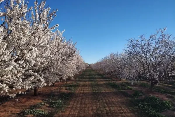 Image: Almond plantation in bloom in Australia. Credit: Wiebke Kämper