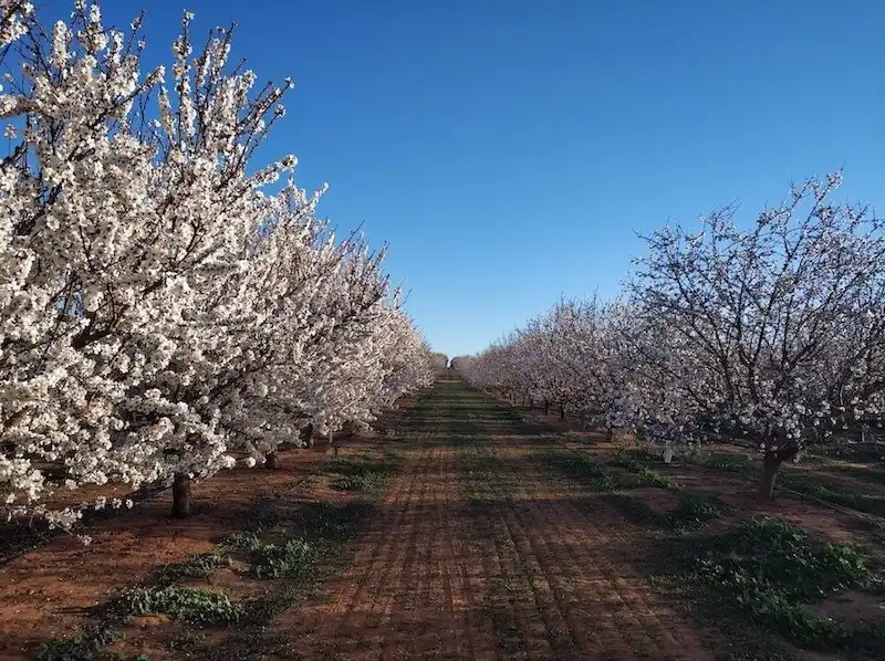 Pollinators, pollen and varieties determine fruit quality