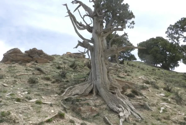 Image: An old Qilian juniper (Juniperus przewalskii) tree growing on Delingha region on the northeastern Tibetan Plateau. Credit: Bao Yang.