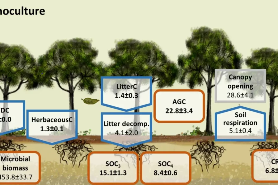 Image credit: C stocks and fluxes after 16 years of tree growth. Credit: Global Change Biology (2025). DOI: 10.1111/gcb.70089. https://onlinelibrary.wiley.com/doi/10.1111/gcb.70089