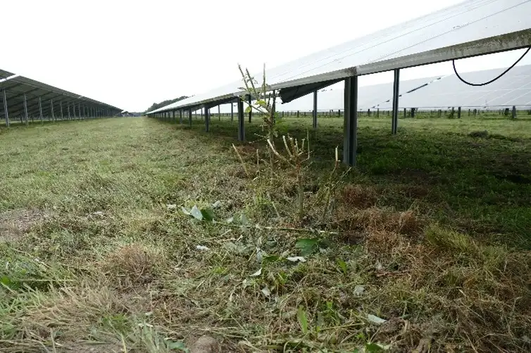 Take vegetation succession into account when planning solar parks, otherwise problems can grow up