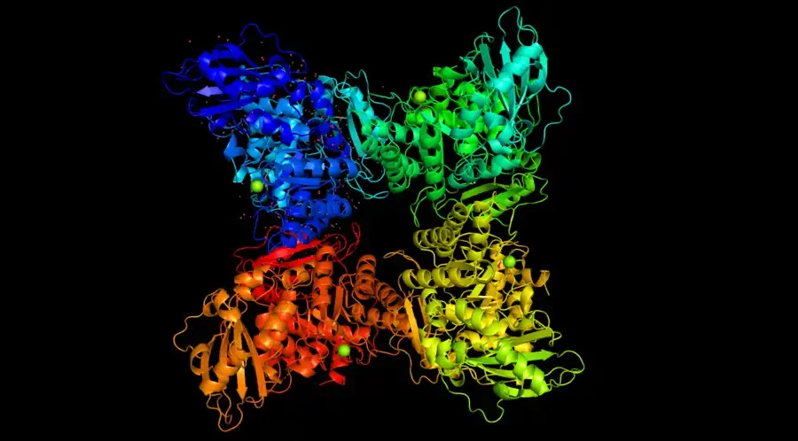 Image: Activated and unliganded RuBisCO protein from Spinach. Credit: Taylor, T.C., Andersson, I./ Wikimedia Commons