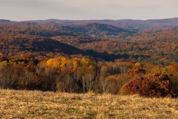 Image: Golden hour looking out on the UConn Forest. Credit: Sean Flynn/UConn Photo