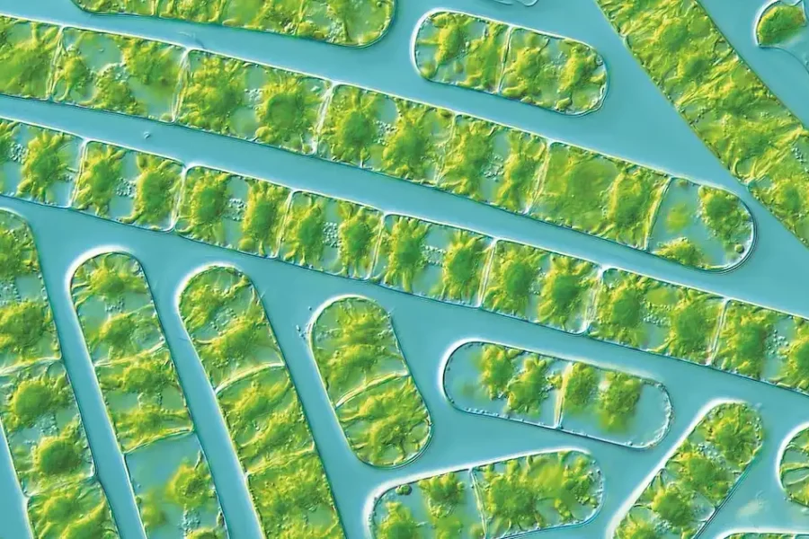 Image: The star-shaped algae Zygnema circumcarinatum shows similar stress reactions to the moss (microscope image). Credit: Tatyana Darienko