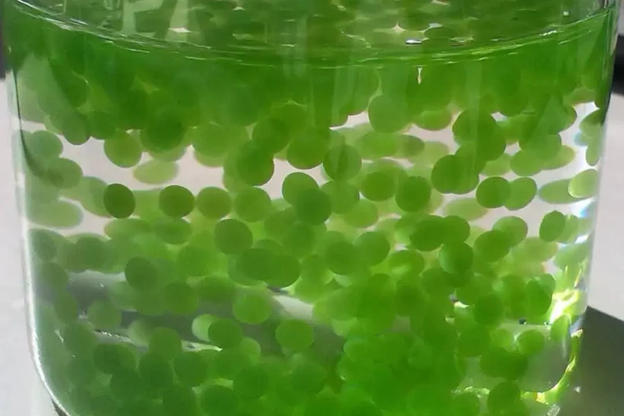 Image: Algae image. Credit: Ben Long