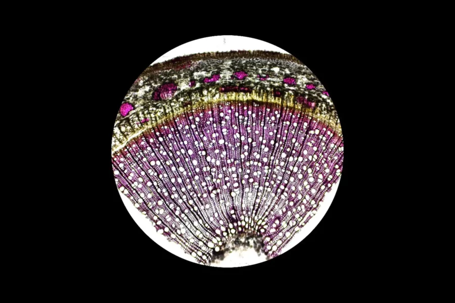 Image: A light microscopy image of a cross section of a Populus trichocarpa stem (diameter of full section: 5 millimeters). The magenta color in the cells reflects the presence of lignin, a key component of wood that provides structural strength. Credit: Max Bentelspacher