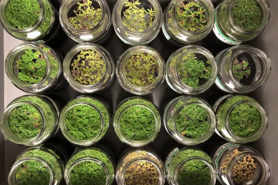 Image: Azolla fern samples were sourced from across the globe and grown in the lab for 4-8 months. Credit: Armitage et al., 2025