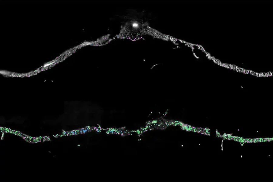 Image: Cross-section of Arabidopsis leaf under drought conditions (top) and after 15 minutes of rehydration (bottom). Each color (blue, pink, green) represents a different recovery-induced gene being expressed. Credit: Salk Institute