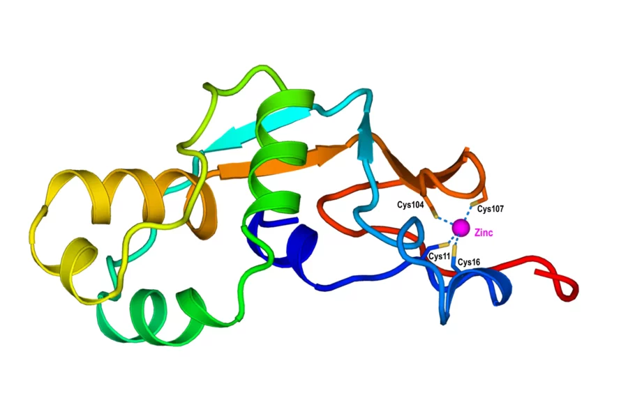 Image: Using data from known protein structures and sequences, scientists developed an artificial intelligence (AI) workflow to predict the structures and functions of unknown proteins, including how these proteins would interact with metals such as zinc. In this example, predicted to be a zinc-binding protein, the model of the protein shows that four cysteine residues are directly involved in the interaction with zinc. Credit: Qun Liu/Brookhaven National Laboratory