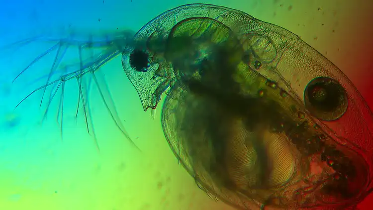 Image: A water flea under the microscope. The light colors in the lake influence its food source: microalgae Credit: Sebastian Neun / Universität Oldenburg