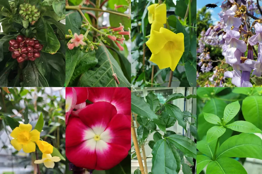 Image: The plant species that produce iridoids and possess a gene copy of the cyclase include (top row from left to right) icepac Carapichea ipecacuanha, fever tree (Cinchona pubescens), golden trumpet (Allamanda cathartica), princess tree (Paulownia tomentosa), (bottom row, from left to right) Carolina jessamine (Gelsemium sempervirens), Madagascar periwinkle (Catharanthus roseus), strychnine tree (Strychnos nux-vomica), and devil pepper (Rauvolfia tetraphylla). Credit: Eva Rothe, greenhouse of the MPI f. Chemical Ecology (ipecac plant: Maite Colinas)