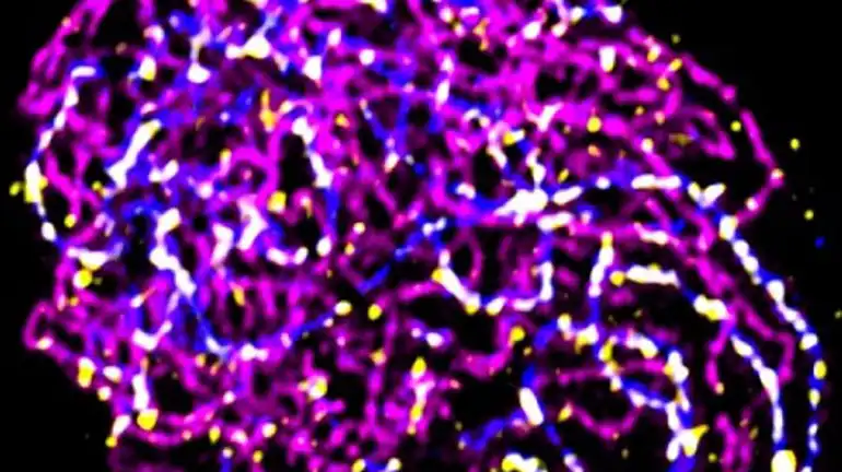 Discovery of plant reproductive success provides insights into human fertility