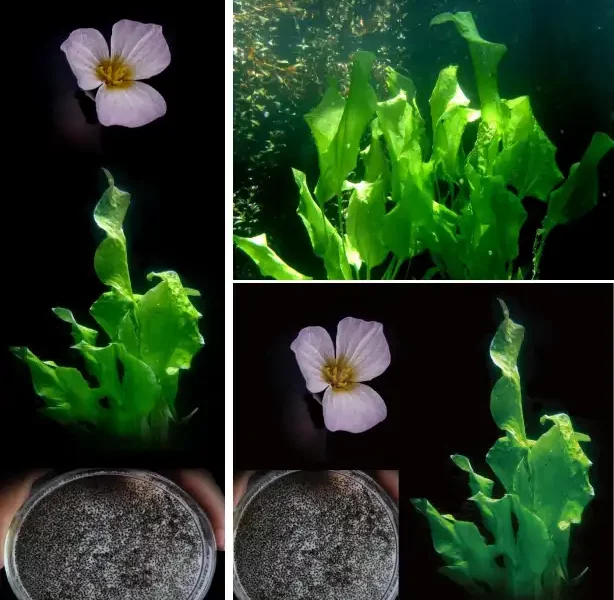 Image: The Ottelia alismoides. Credit: FU Wenlong