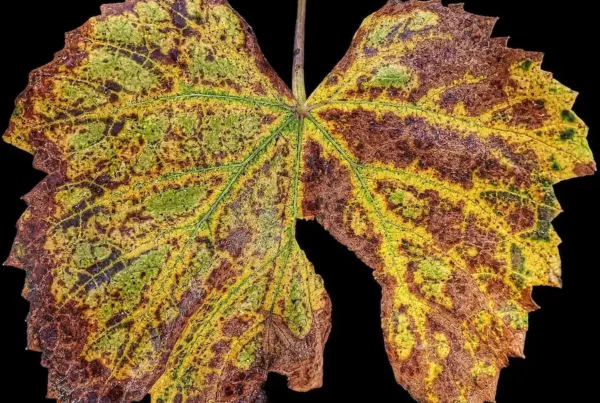 Image: Leaf, Fall, Vine leaves image. Free for use. Credit: anaterate / Pixabay