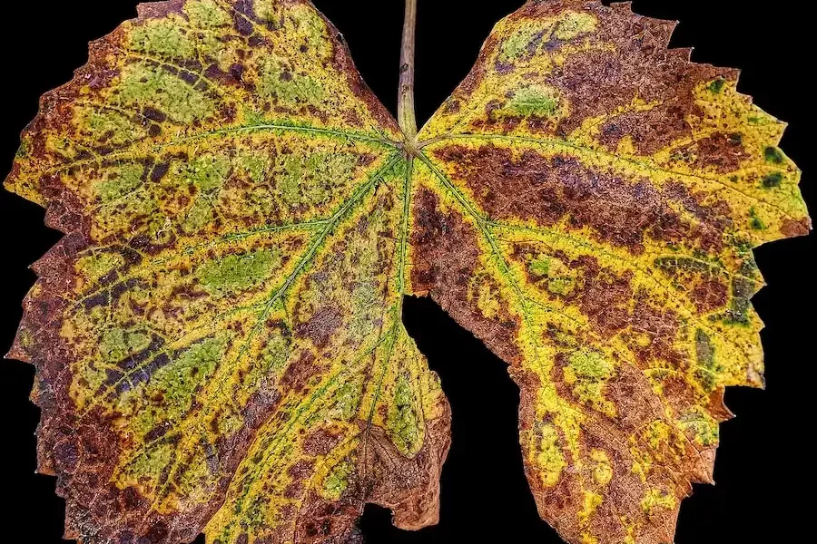 Image: Leaf, Fall, Vine leaves image. Free for use. Credit: anaterate / Pixabay