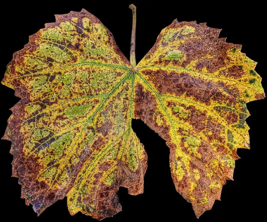Image: Leaf, Fall, Vine leaves image. Free for use. Credit: anaterate / Pixabay