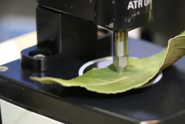 Image credit: The research team has subjected the leaves near the fruit to the technique of near and mid-infrared spectroscopy. Credit: Universitat Rovira i Virgili