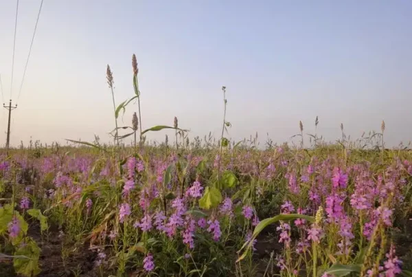 Image: A field of the parasitic weed Striga, one of the most destructive agricultural pests worldwide. The molecular mechanism described in this study was uncovered using the model parasitic plant Phtheirospermum japonicum. The findings provide insights into how parasitic plants distinguish self from non-self, offering potential strategies to protect crops from parasitic weeds such as striga. Credit: Satoko Yoshida from Nara Institute of Science and Technology, Japan