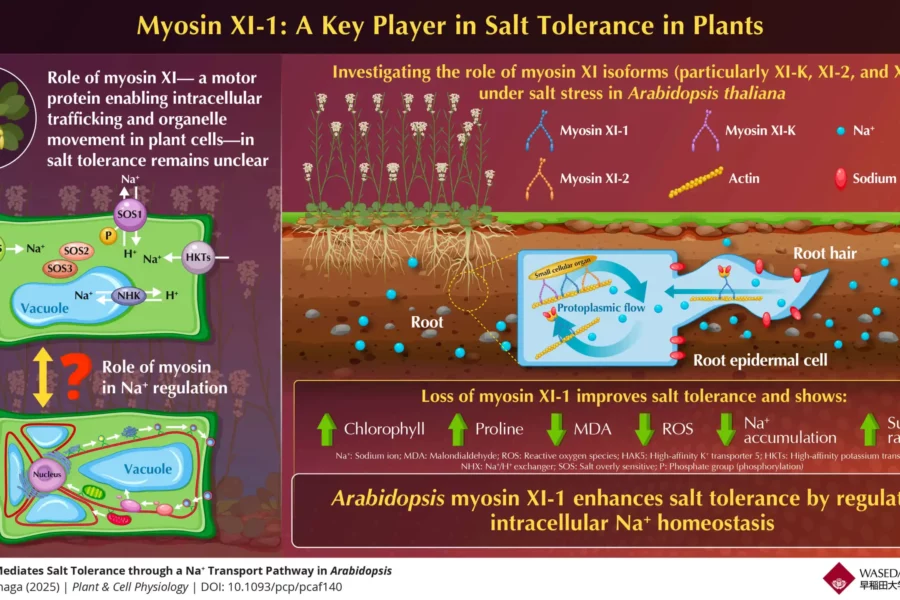 Image: The motor protein mediates salt tolerance via a Na⁺ transport pathway in Arabidopsis. Credit: Haiyang Liu from Waseda University, Japan