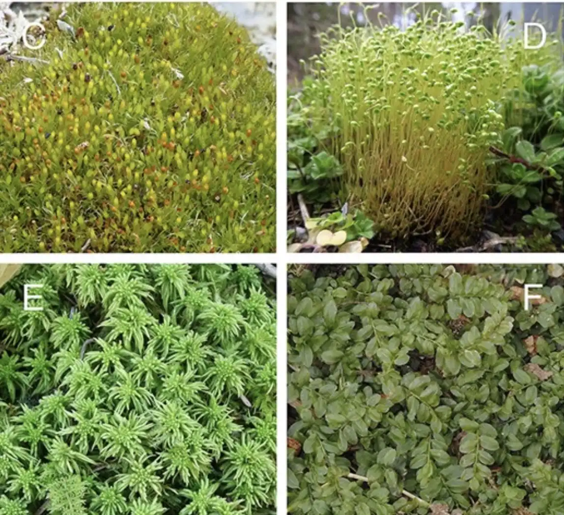 Solving mysteries with moss