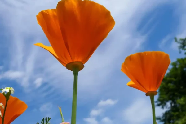 Carotenoids give California poppies their distinctive orange color, visible from afar. The spectacular “super bloom” of this desert plant has even been photographed from space. Photo: Annette Becker