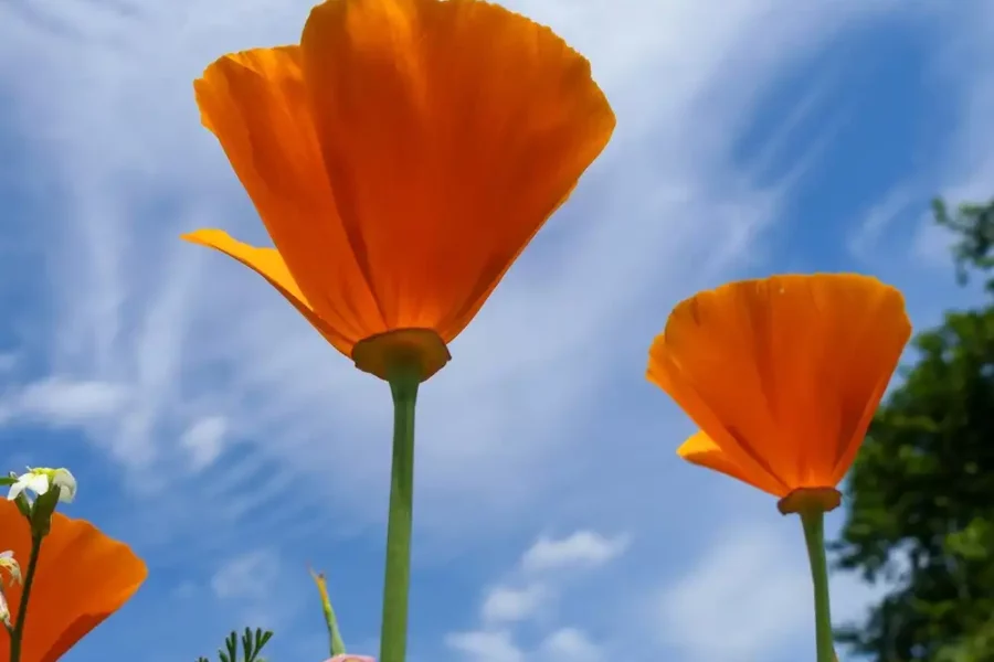 Carotenoids give California poppies their distinctive orange color, visible from afar. The spectacular “super bloom” of this desert plant has even been photographed from space. Photo: Annette Becker