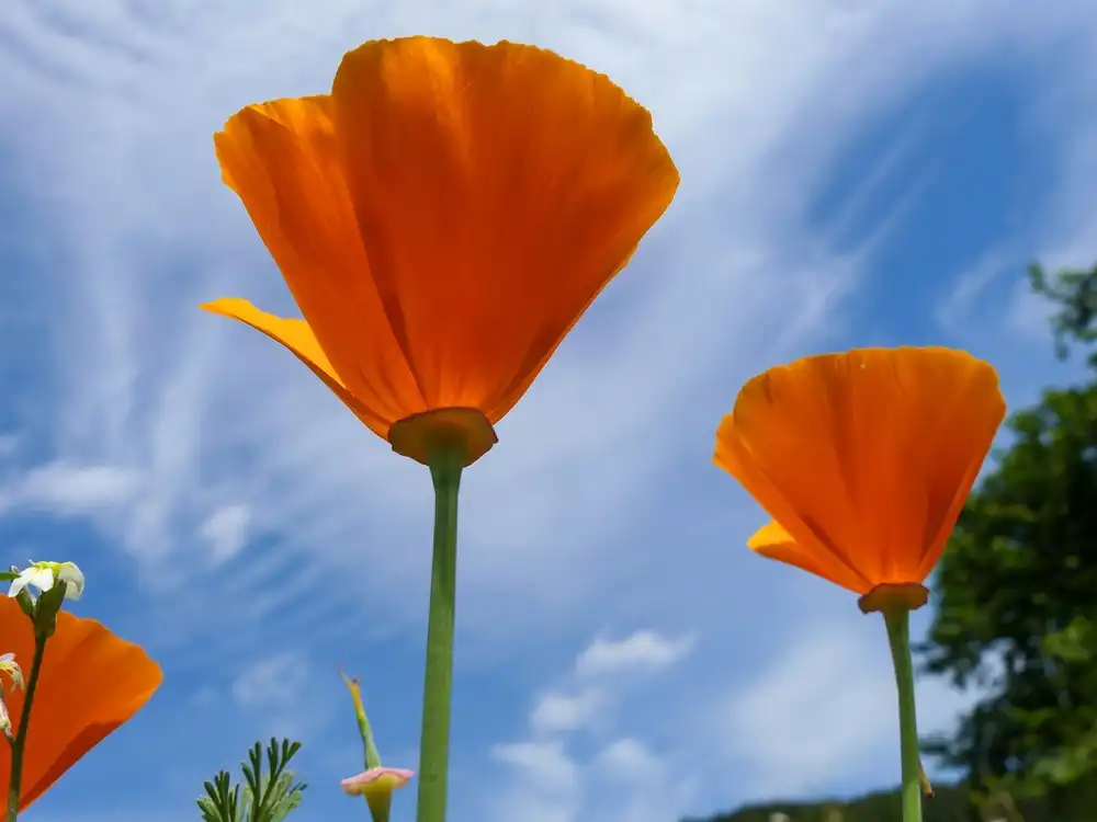 The evolutionary secret of the California poppy